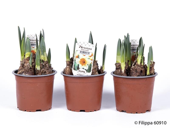 <h4>NARCISSUS INCOMPARABILIS</h4>