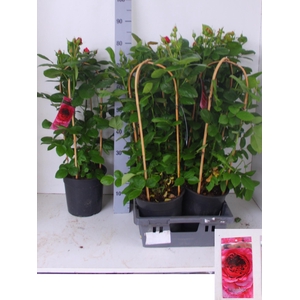 ROSA FL SAPPHIRE SEL