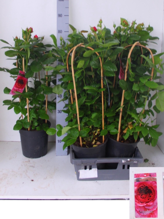 <h4>ROSA FL SAPPHIRE SEL</h4>