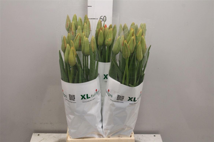 <h4>Tu En Avignon</h4>