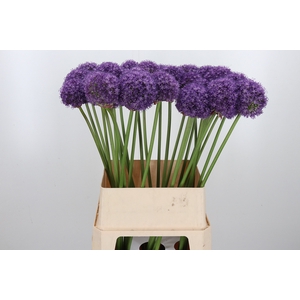 Allium Ambassador