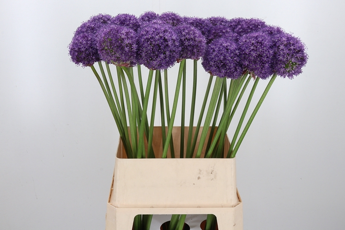 <h4>Allium Ambassador</h4>