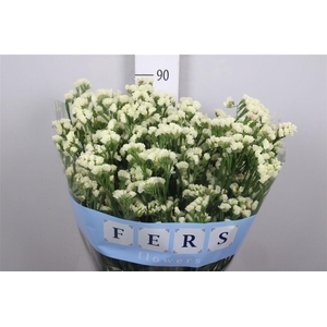 Lim S Starlight Wings