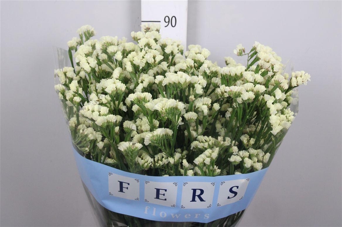 <h4>Lim S Starlight Wings</h4>