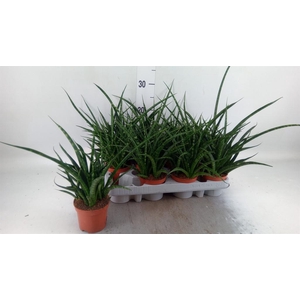 Sansevieria  'Fernwood'