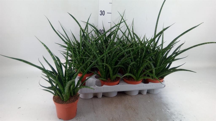 <h4>Sansevieria  'Fernwood'</h4>