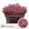 Solidago DYED Pink Light