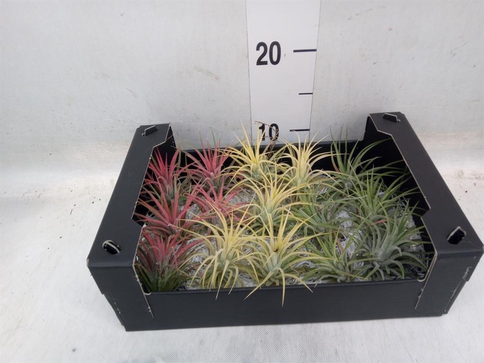 <h4>Tillandsia ionantha</h4>