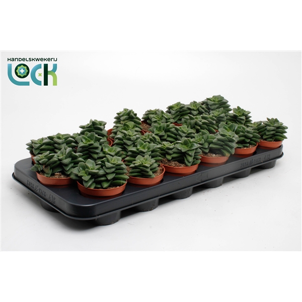 <h4>Crassula Spring Time</h4>