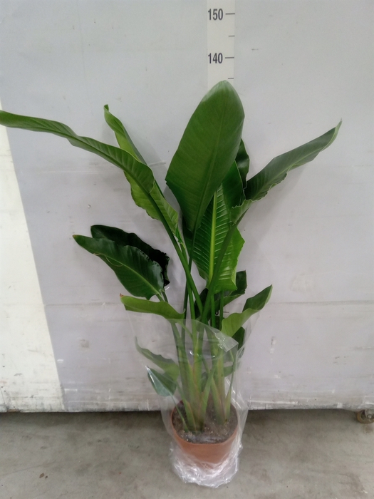 <h4>Strelitzia nicolai</h4>