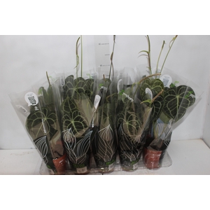 ANTH CLARINERVIUM P12