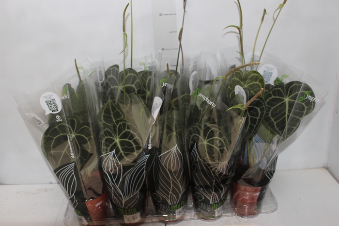 <h4>ANTH CLARINERVIUM P12</h4>