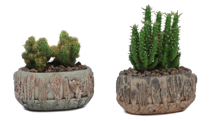 <h4>2x Cactus 5,5 cm in tacana ovale pot met lava steentjes</h4>