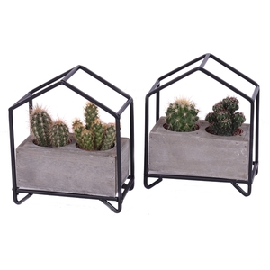 2x cactus mix in metalen huisplanter