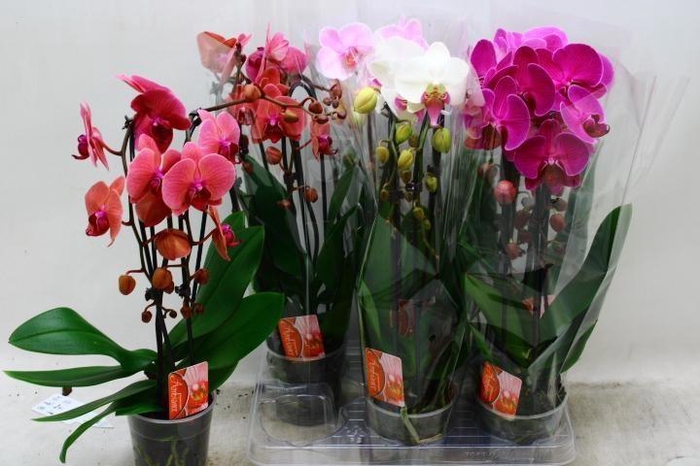 <h4>PHAL EL CASCADE</h4>