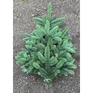 ABIES NOB BLAU BUND
