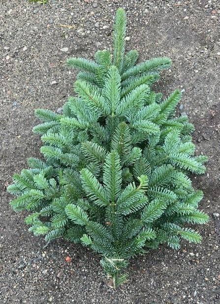 <h4>ABIES NOB BLAU BUND</h4>