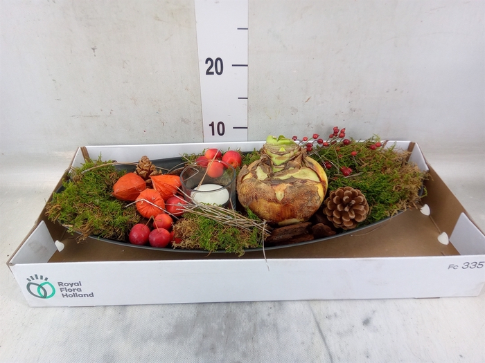 <h4>Arr.  Hippeastrum  L%</h4>