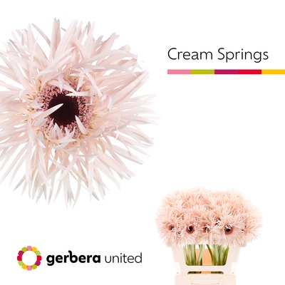 Gerbera cream springs