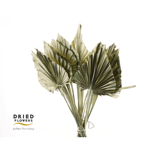 Dried Palm Spear Small Platina