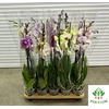 Phalaenopsis Anthura Volterra 12Ø 70cm 3 Pędy