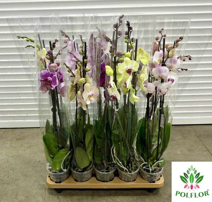 Phalaenopsis Anthura Volterra 12Ø 70cm 3 Pędy