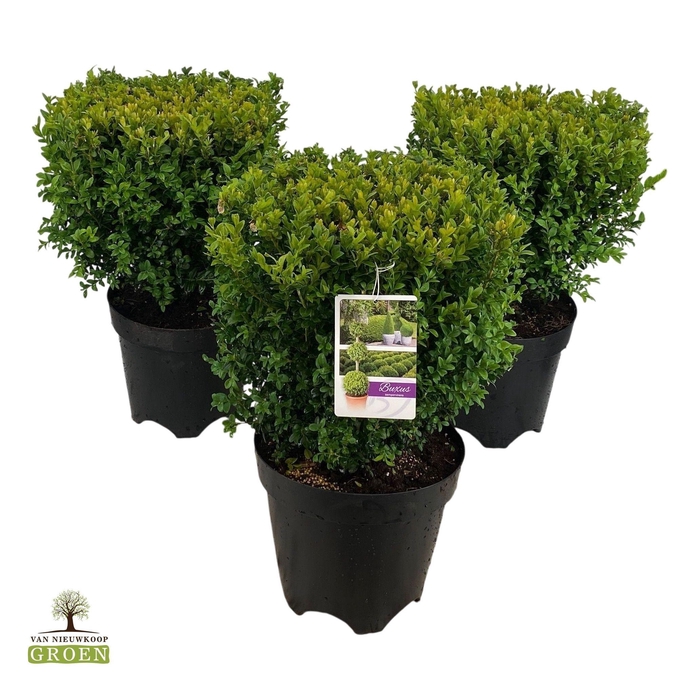 <h4>Buxus sempervirens Kubus / Instant hedging 35cm</h4>