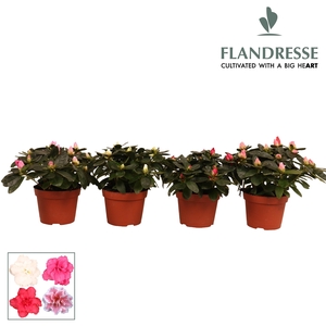 Azalea Flandresse® 'gemengd' 17+ cm