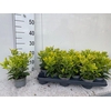 EUONYMUS JAPONICUS