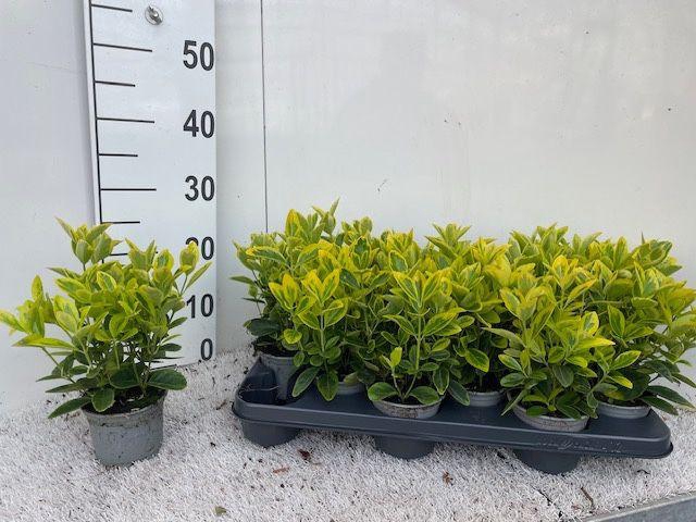 EUONYMUS JAPONICUS