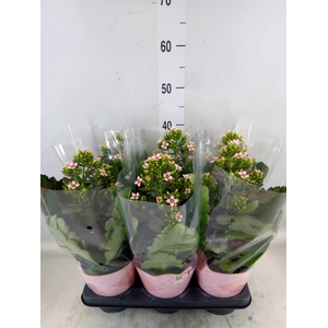 Kalanchoe blos. 'Feminine Pink'