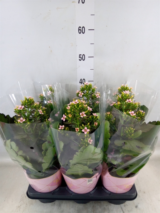 <h4>Kalanchoe blos. 'Feminine Pink'</h4>
