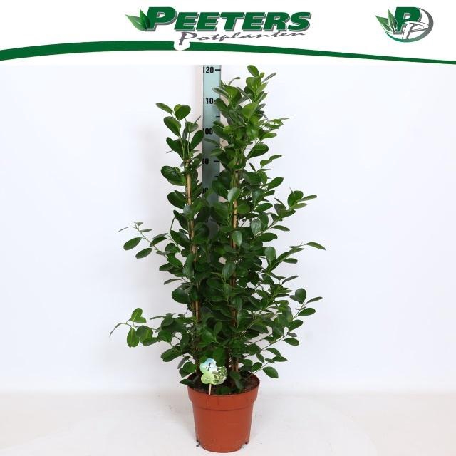 <h4>FIC MI MOCLAME</h4>