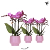 Kolibri Orchids Phalaenopsis violet 3spike in Scandic pot violet