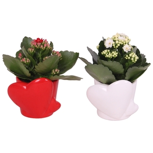 Valentine Arr. Indoor Ceramic Heart Pot Red/White Ø10cm 1PP