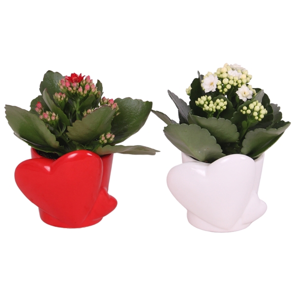 <h4>Valentine Arr. Indoor Ceramic Heart Pot Red/White Ø10cm 1PP</h4>