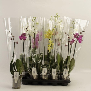 PHAL GEM