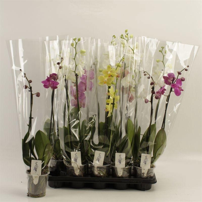 <h4>PHAL GEM</h4>