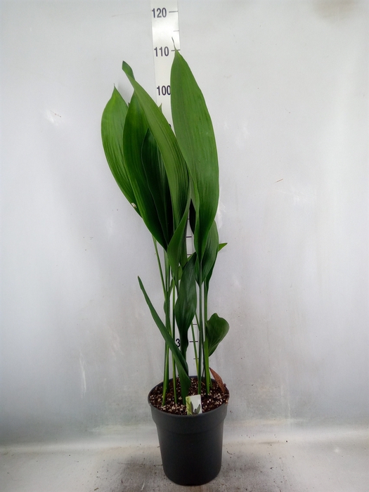 <h4>Aspidistra elat.</h4>