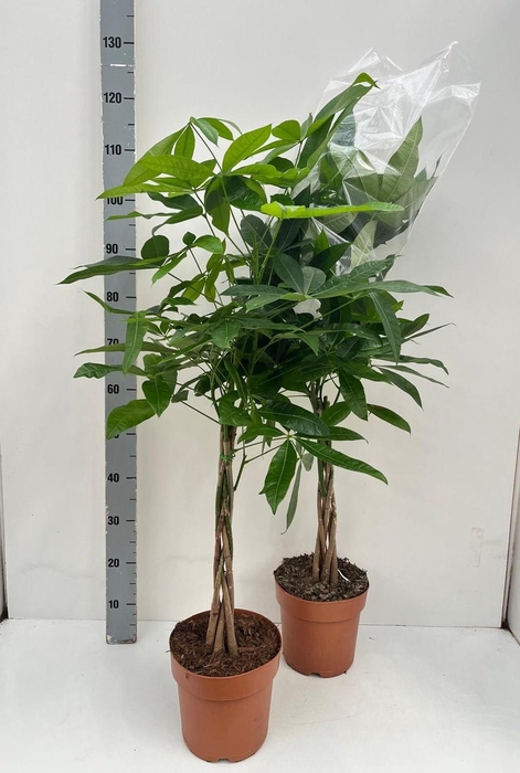 <h4>PACHIRA AQUATICA</h4>