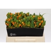 Ornithogalum Dubium Sunshine