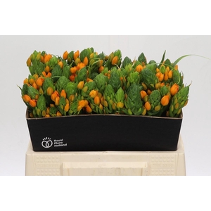 Ornithogalum Dubium Sunshine