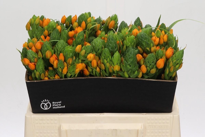 <h4>Ornithogalum Dubium Sunshine</h4>