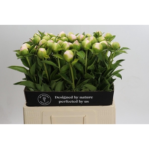 Paeonia Princess Bride