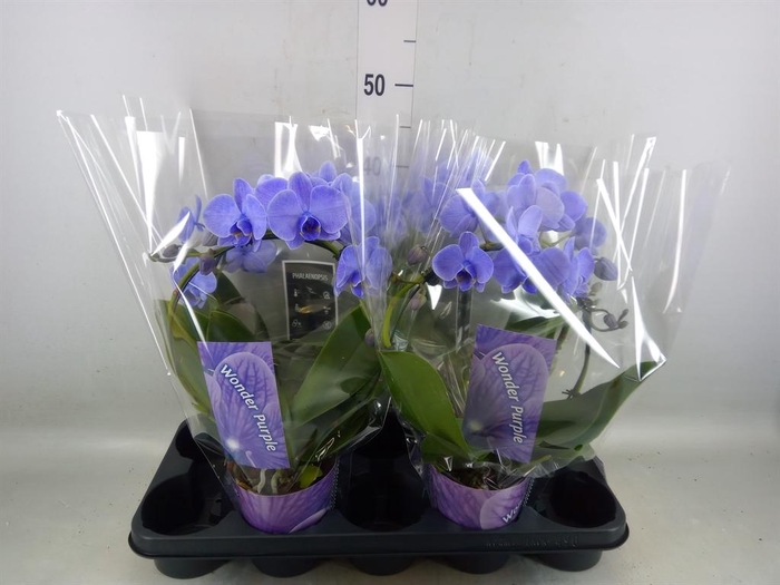 <h4>Phalaenopsis   ...</h4>