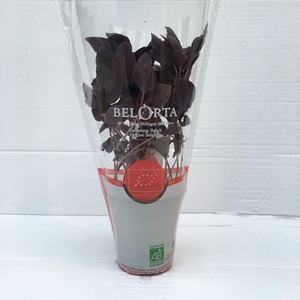 Basilicum Roodbladig P9
