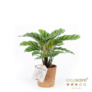 CALATHEA SPECIES P11 FREDDY COCOZ