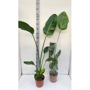 STRELITZIA NICOLAI
