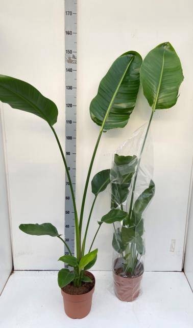 <h4>STRELITZIA NICOLAI</h4>