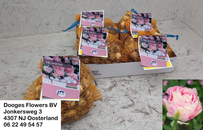 <h4>BLOEMBOL TULIPA</h4>